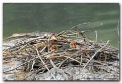 Blesshuhn-Küken im Nest