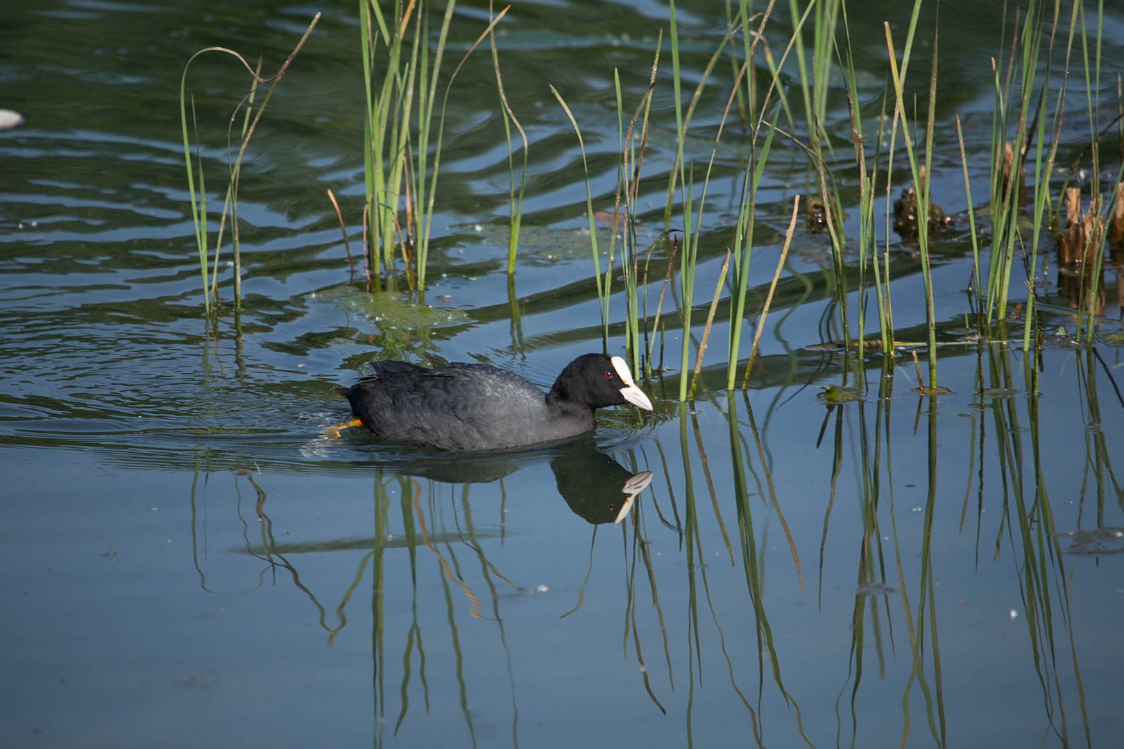 Blesshuhn (Mai 2013)