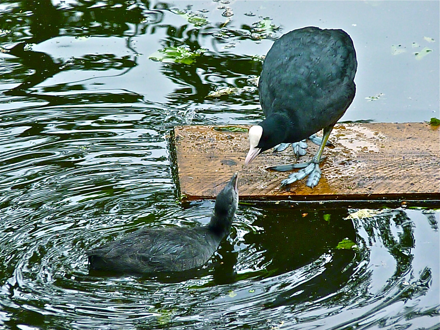 Blesshuhn mit Küken