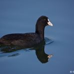 Blesshuhn mit Spiegelung