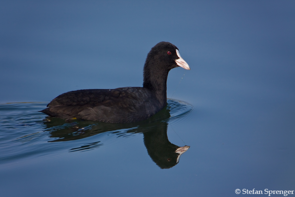 Blesshuhn mit Spiegelung