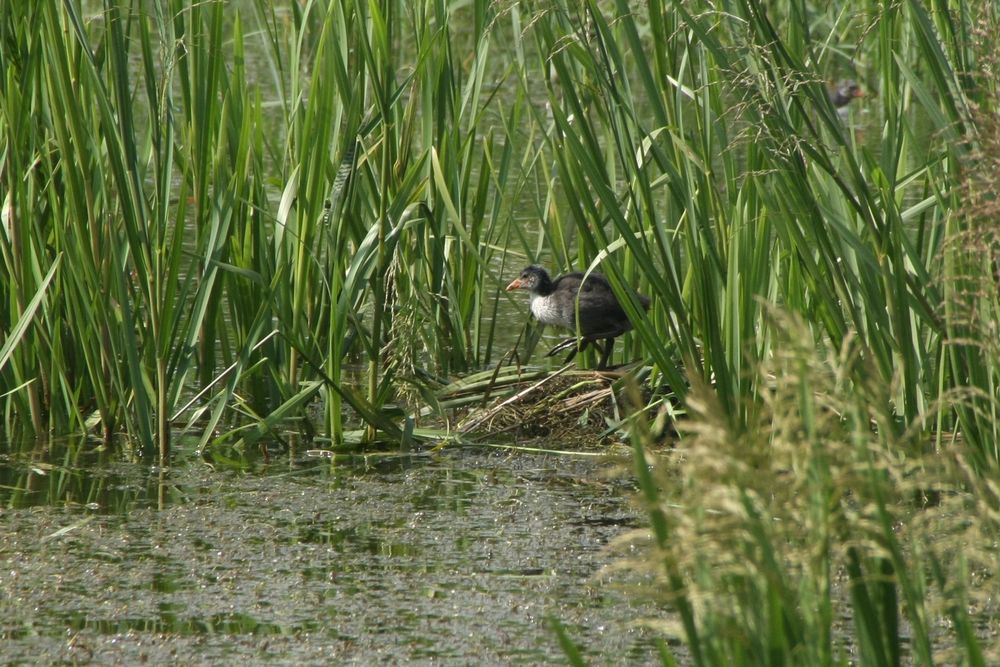 Bleßhuhn Nachwuchs