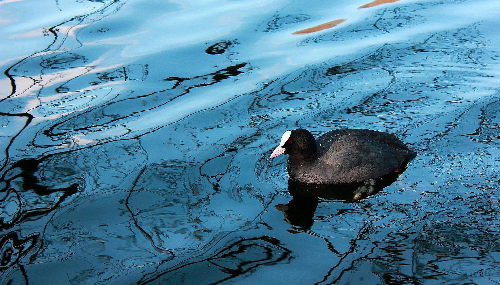 Blesshuhn und Wasserspiel