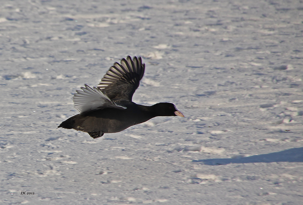 Blesshuhnflug