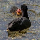 Blesshuhnküken beim gefütterwerden