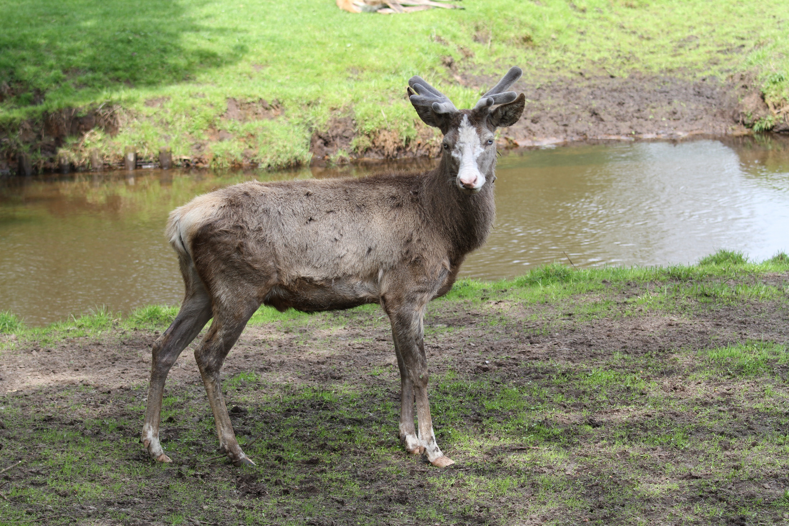 Bleßwild (Cervus elaphus)