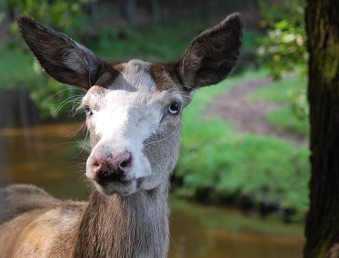 Blesswild im Wildpark Eekholt