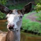 Blesswild im Wildpark Eekholt