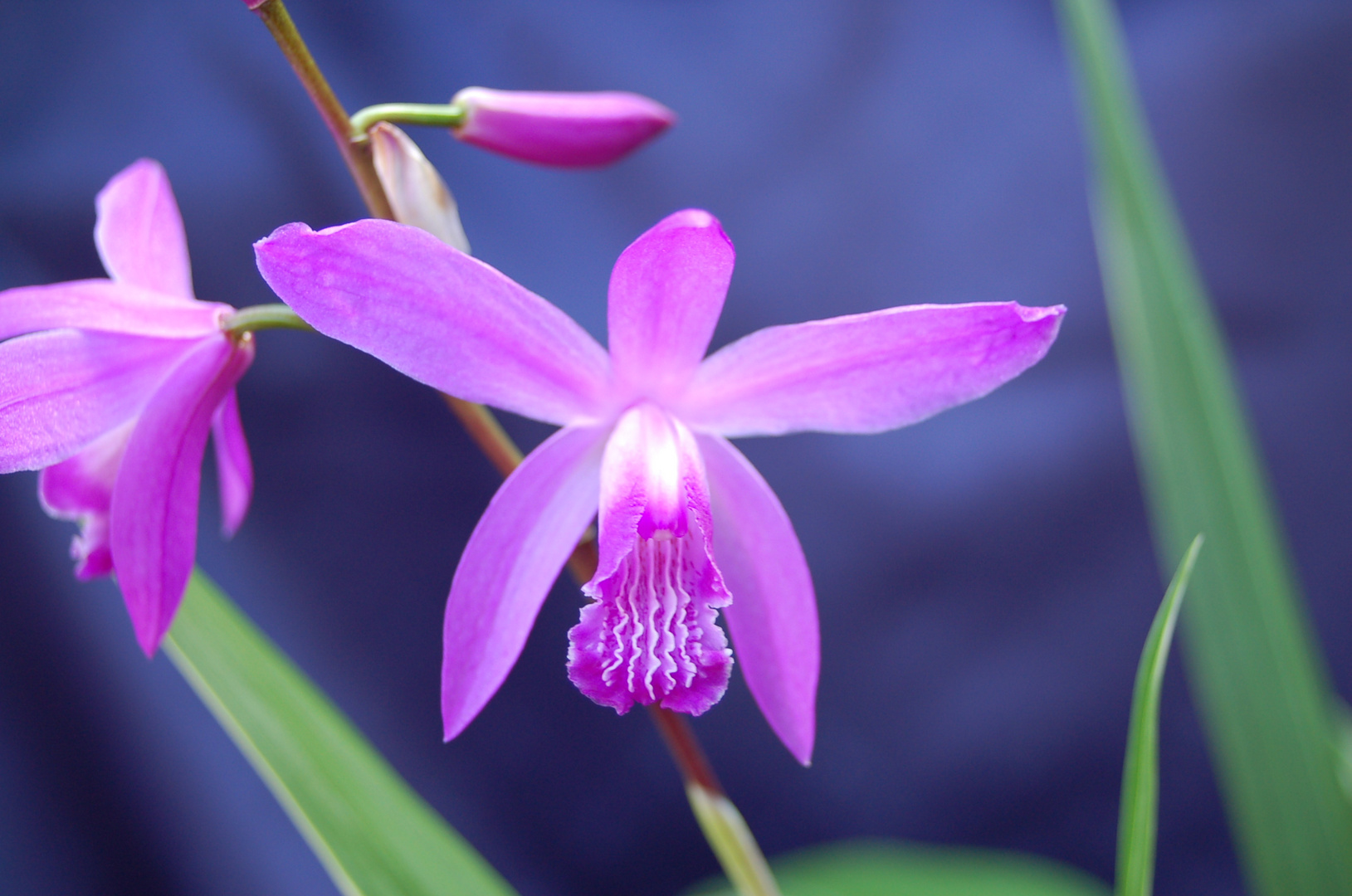 Bletilla striata