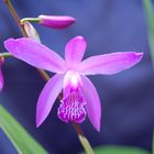 Bletilla striata