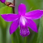 Bletilla striata