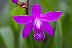 Bletilla striata