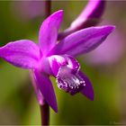 Bletilla striata