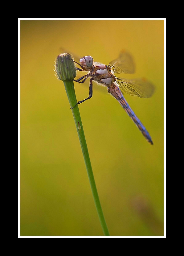 Bleu 1 de dstphoto 