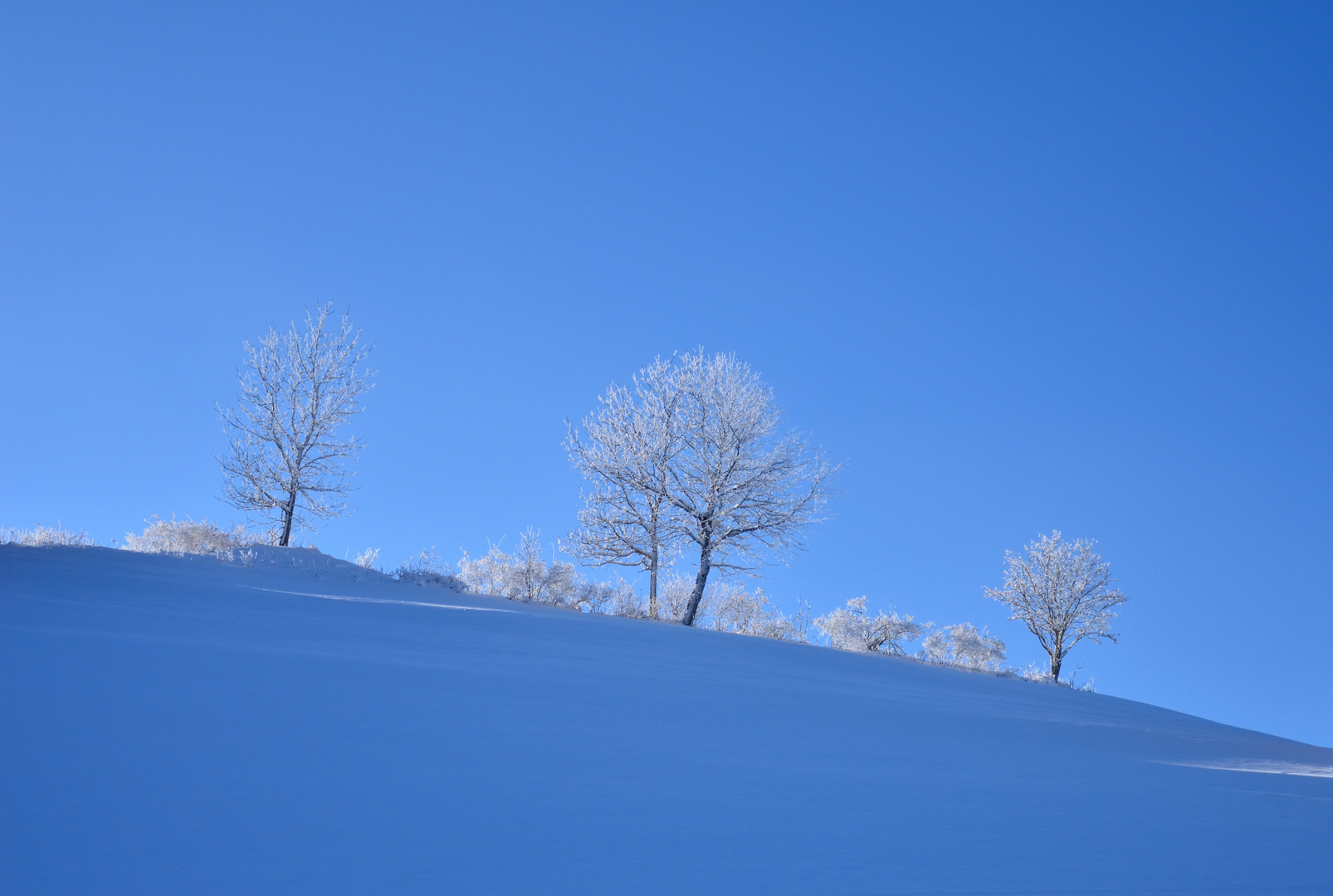 bleu