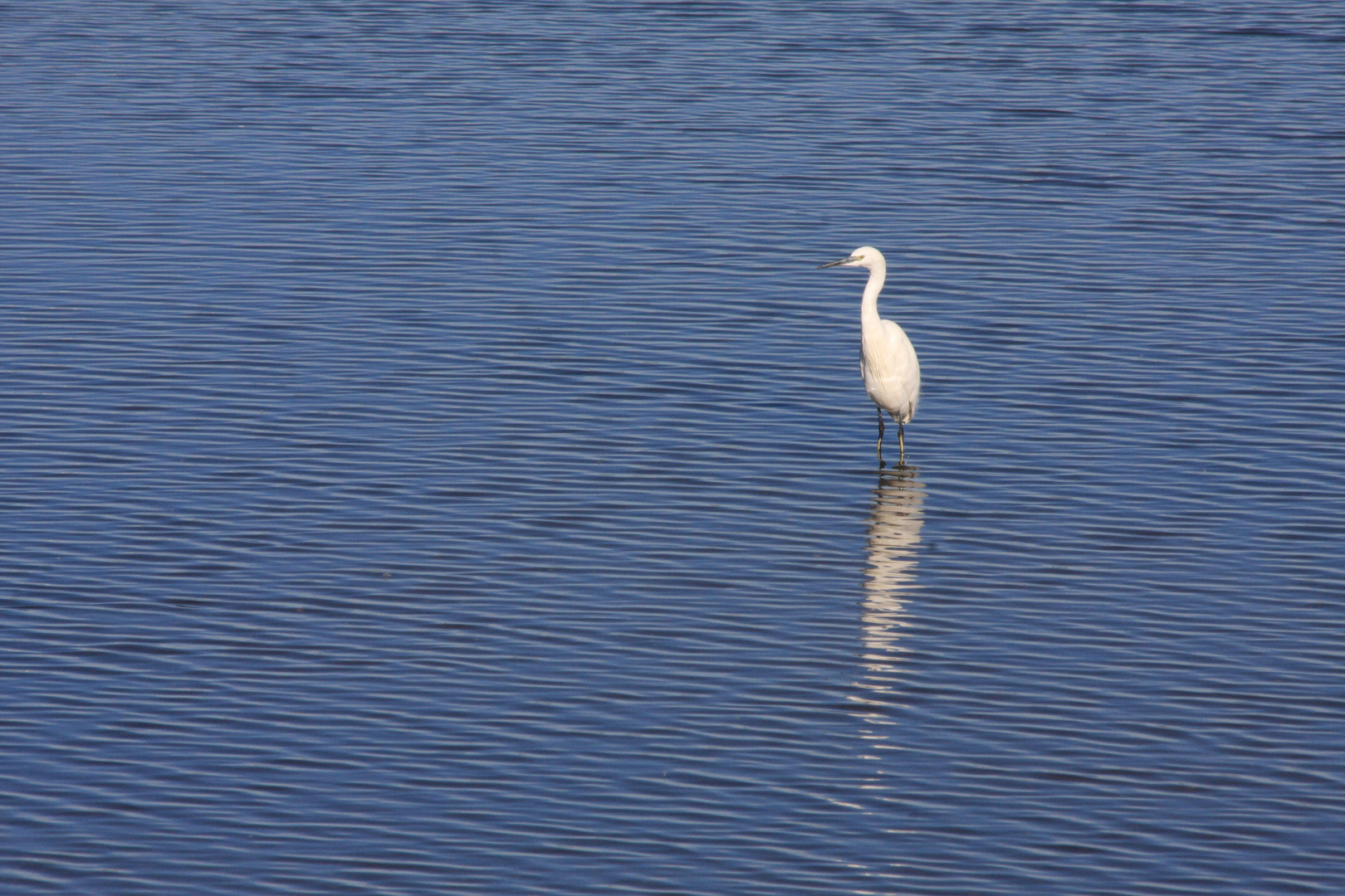 Bleu aigrette