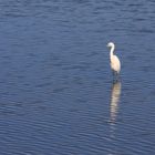 Bleu aigrette