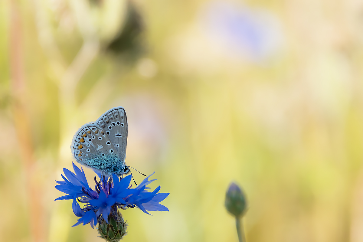 bleu auf bleu