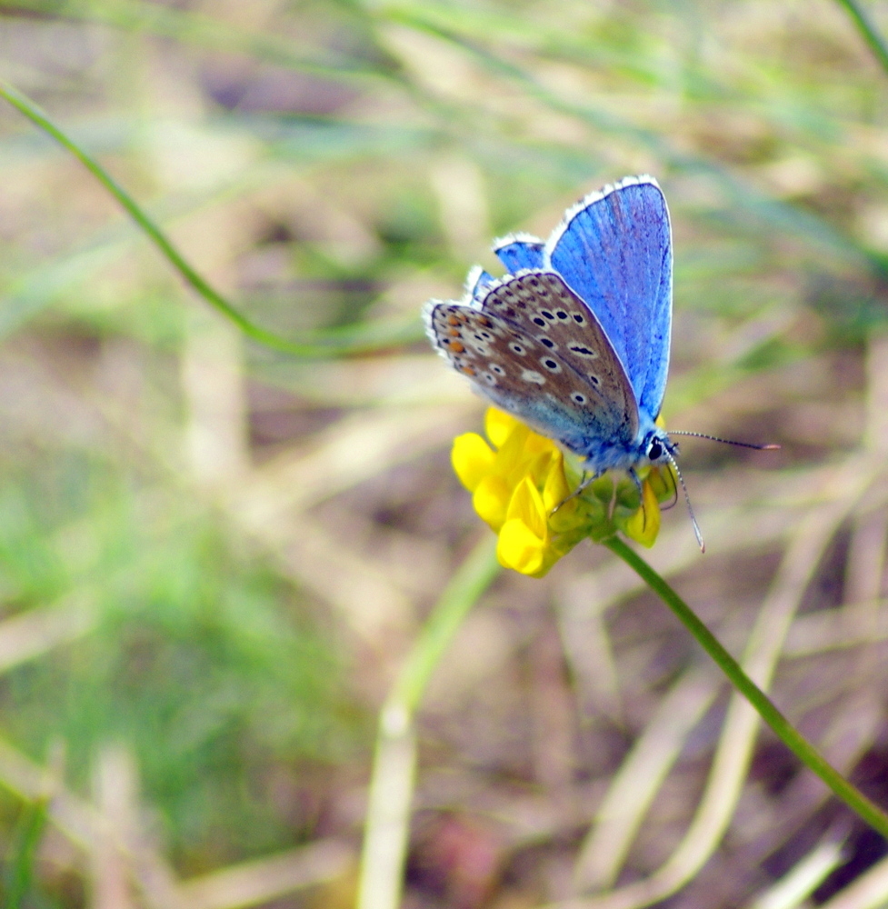 Bleu azur ...