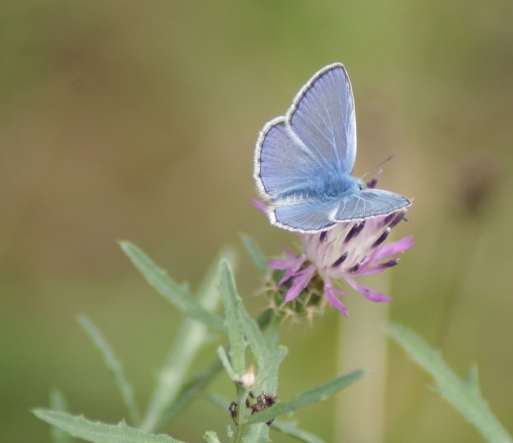 Bleu azur ....