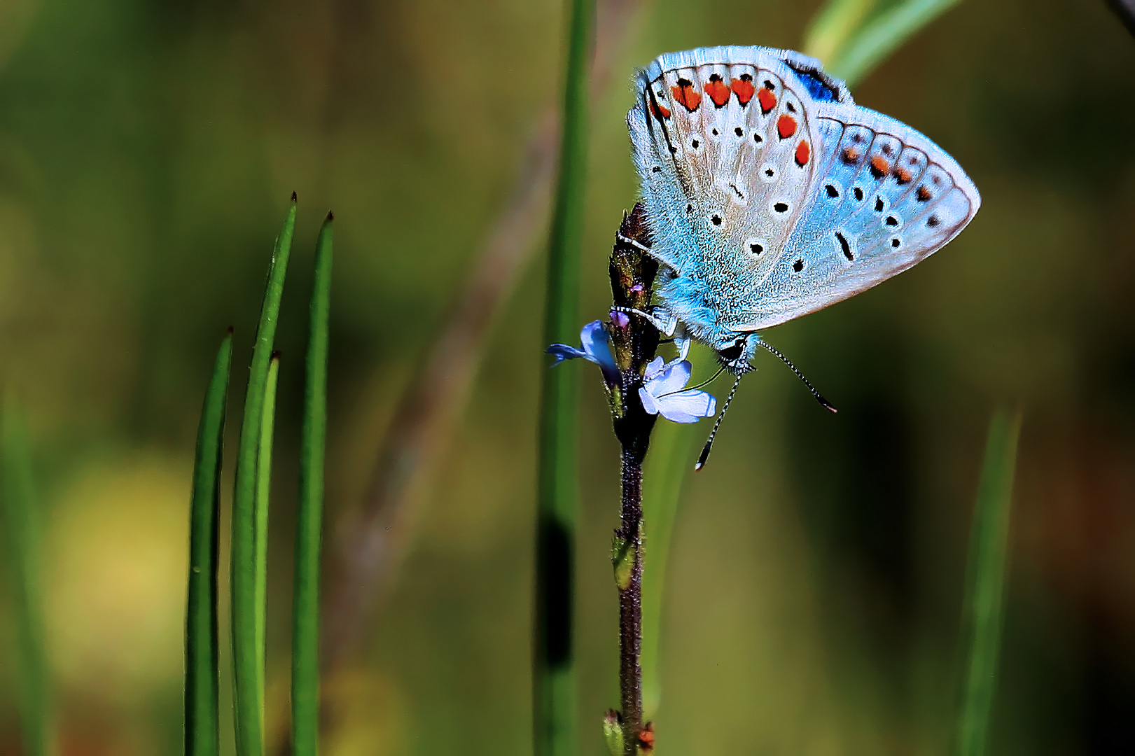 Bleu ...azuré!...