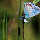 Bleu ...azuré!...