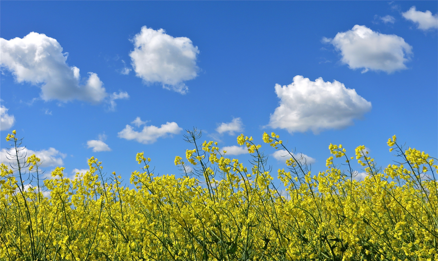 ...bleu-blanc-jaune !!!...