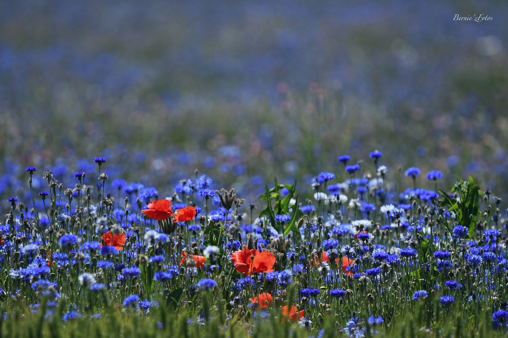 Bleu Blanc Rouge !