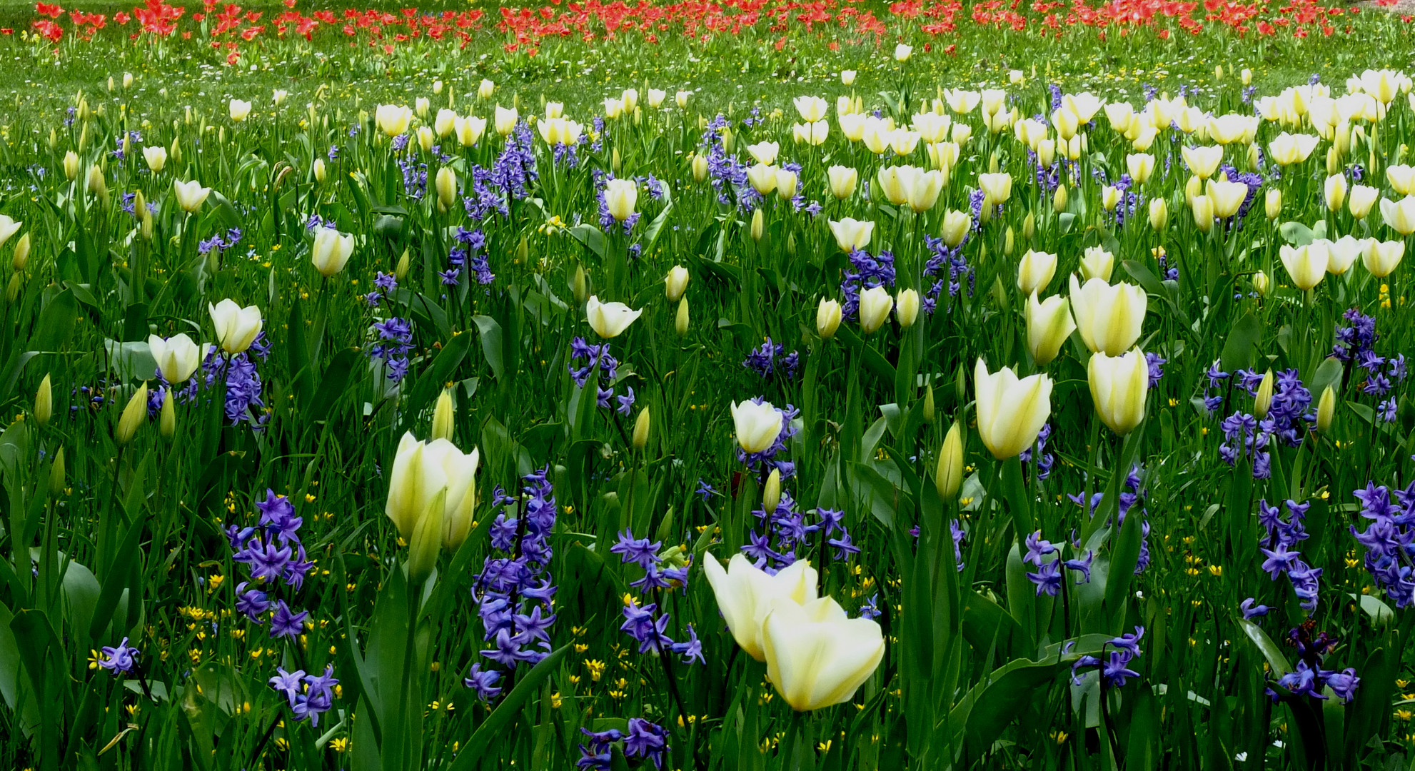 Bleu, Blanc, Rouge