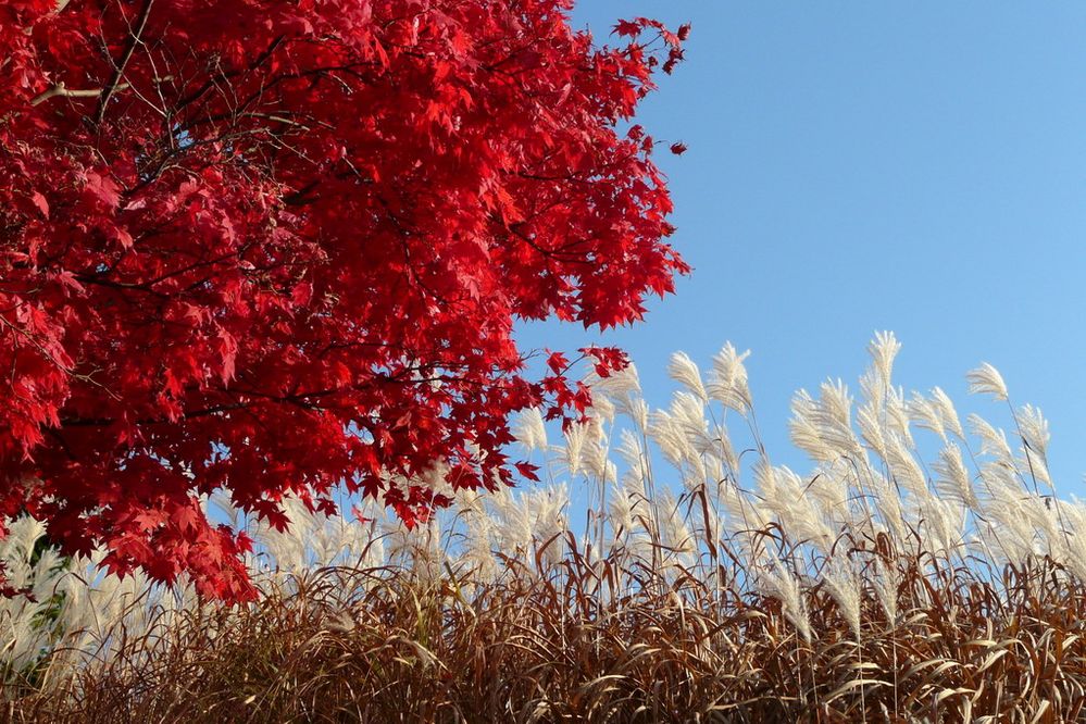 bleu-blanc-rouge