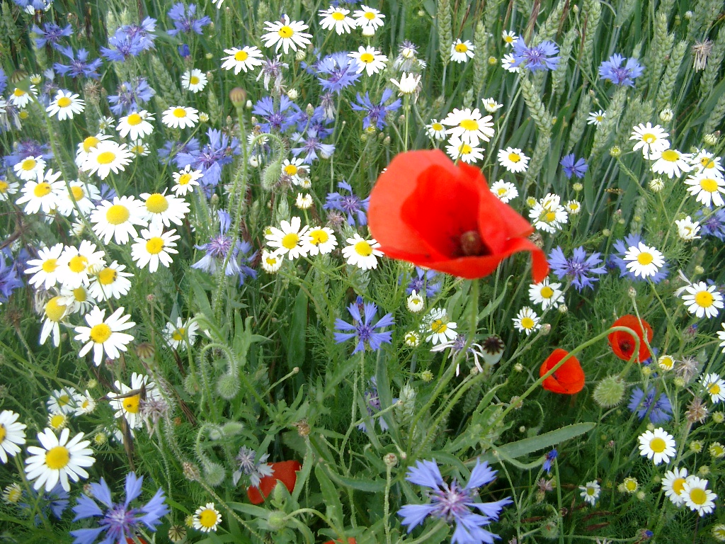 Bleu blanc rouge, les messicoles en Bourgogne.