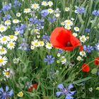 Bleu blanc rouge, les messicoles en Bourgogne.