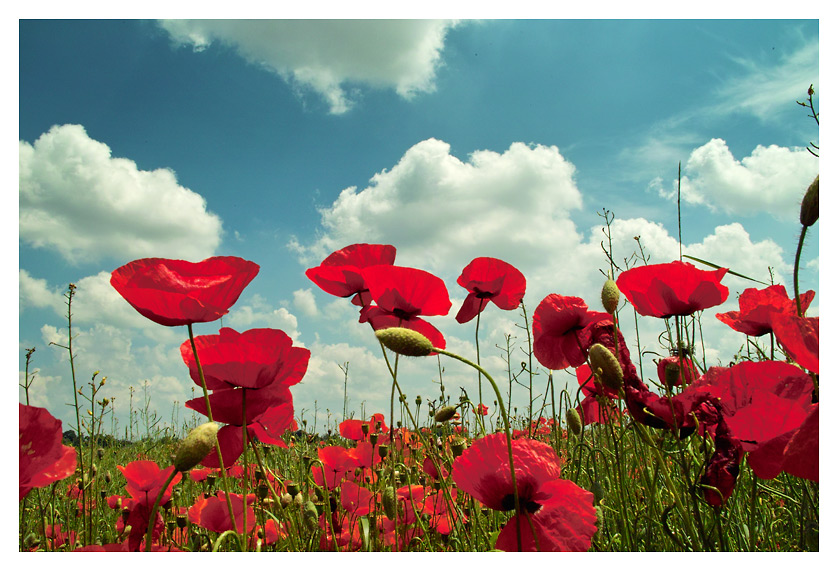 Bleu-Blanc-Rouge reload