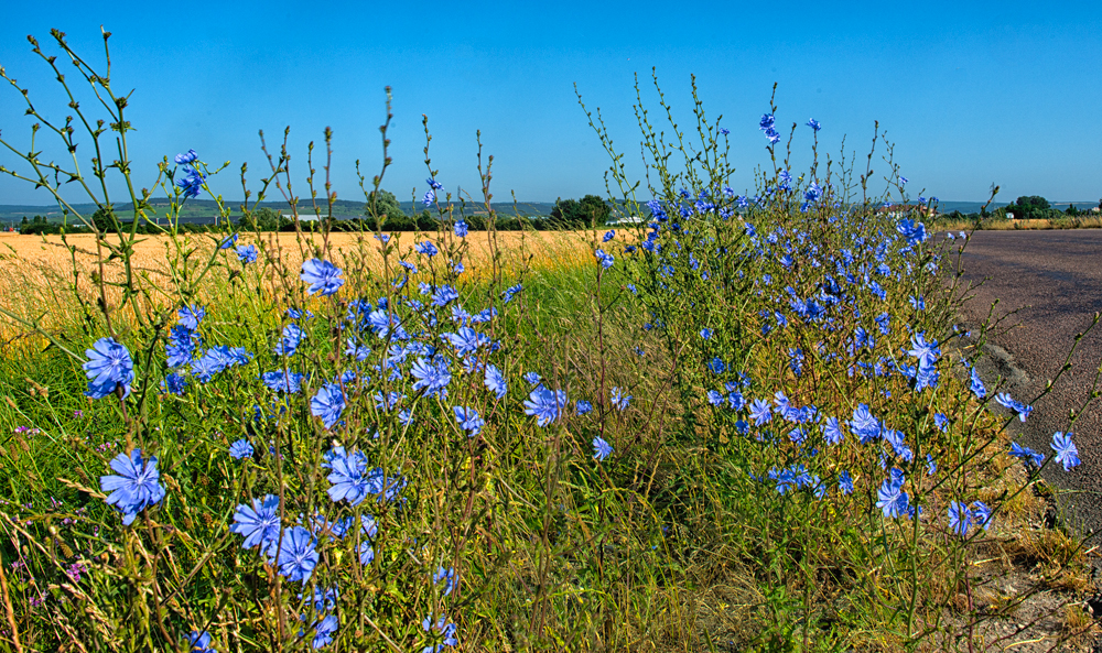 Bleu comme Bleuet.