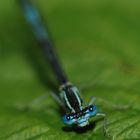 bleu, comme le bleu de tes yeux...