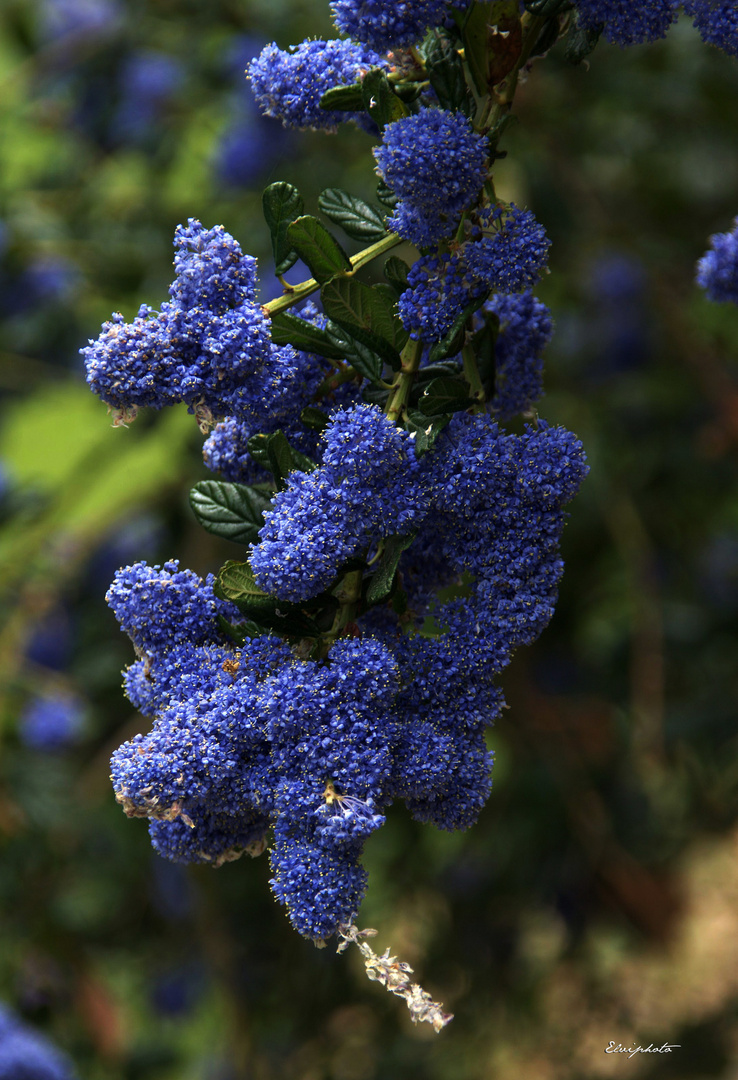 Bleu comme le  Céanothe 