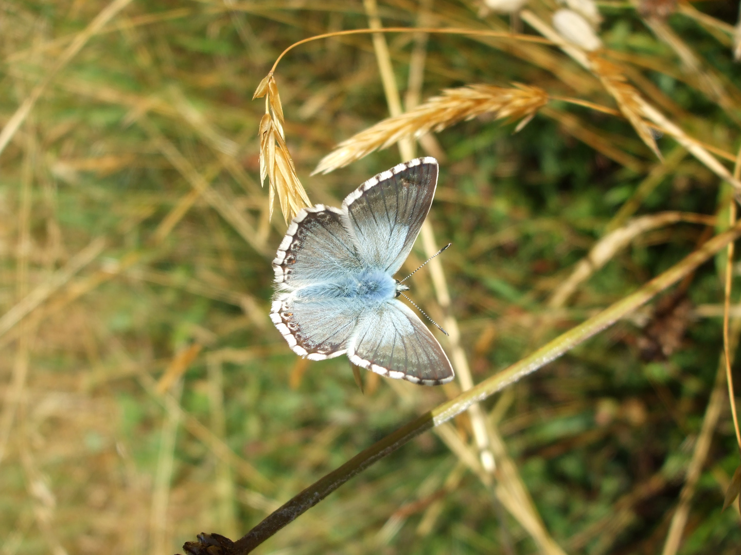 bleu comme le ciel