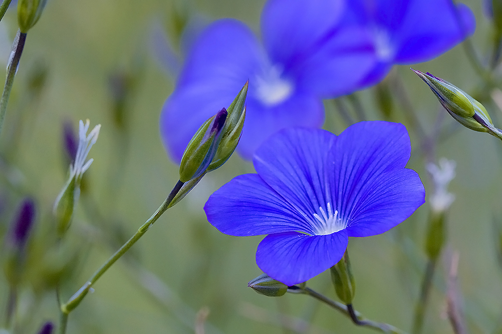 Bleu comme le Lin de Narbonne