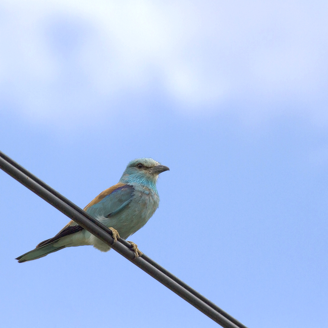 Bleu comme le rollier