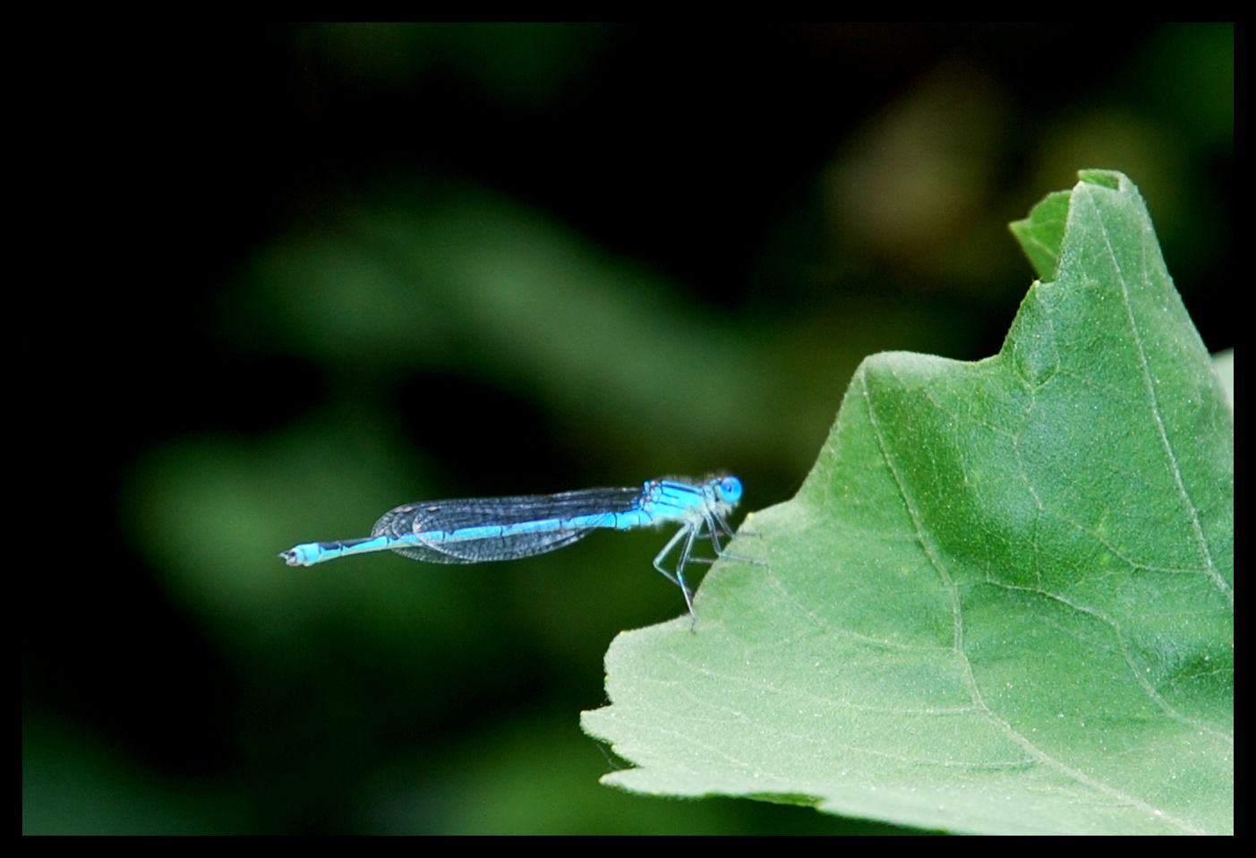 bleu comme libellule