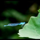 bleu comme libellule