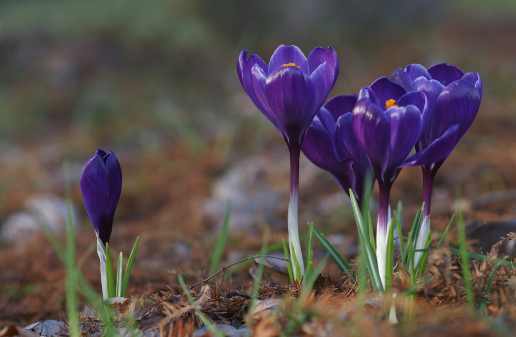 Bleu crocus