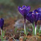 Bleu crocus