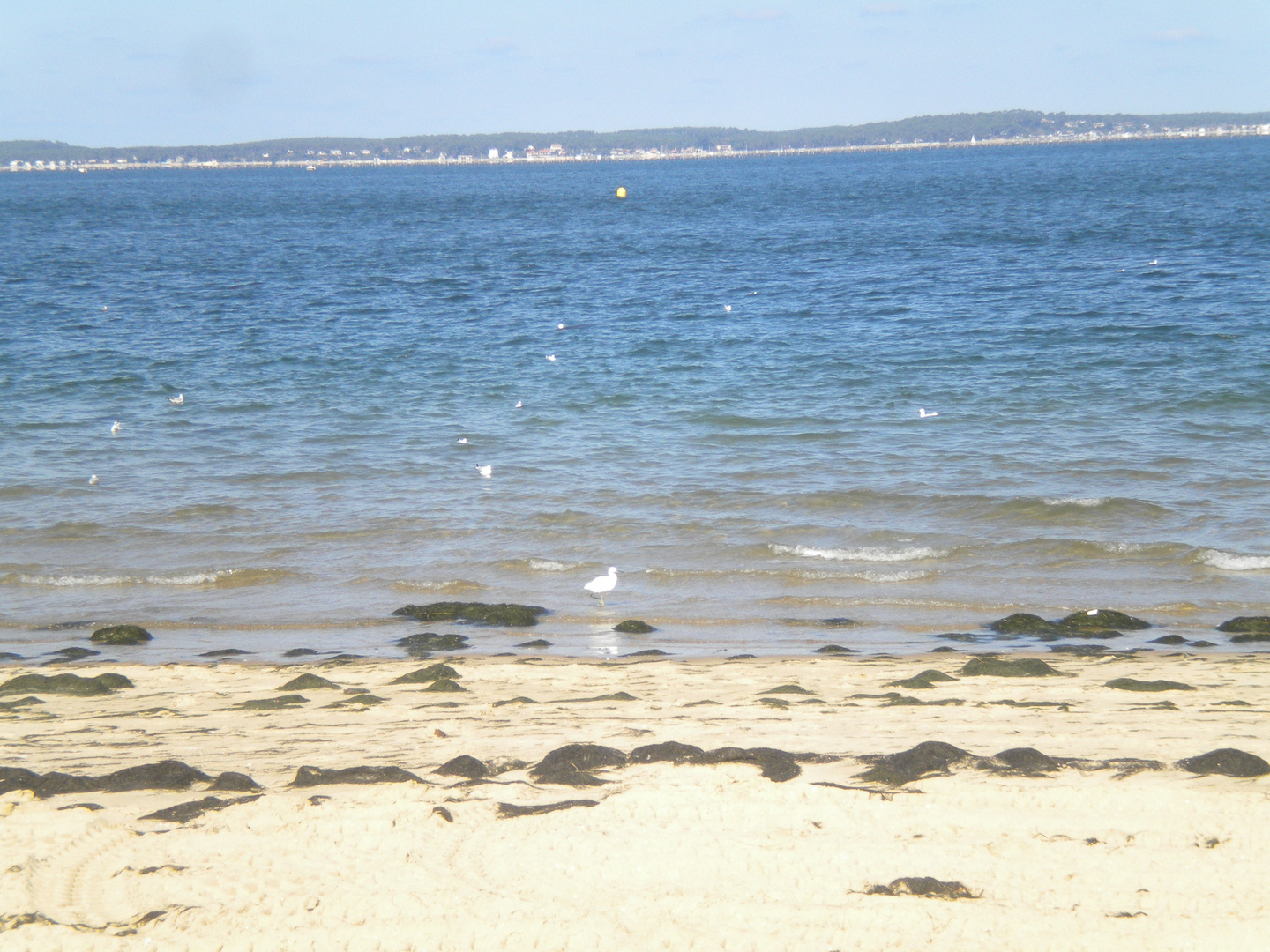 Bleu d'Arcachon