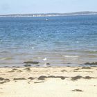 Bleu d'Arcachon