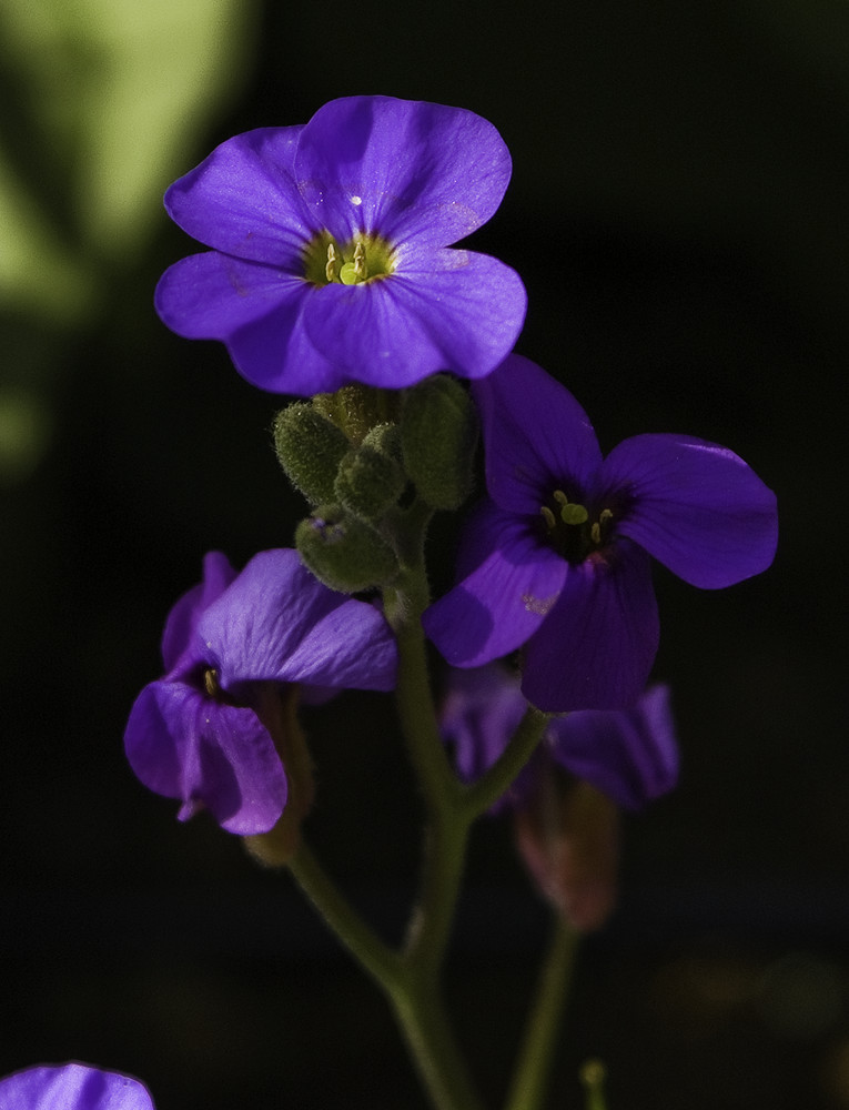 bleu de fleurs