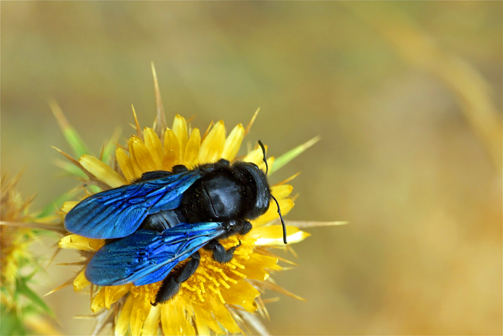 Bleu de guêpe