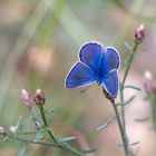 Bleu des collines