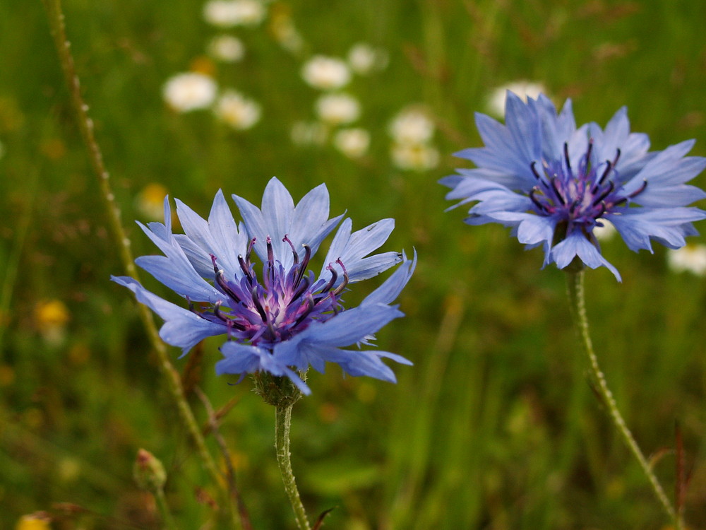 bleu d'été