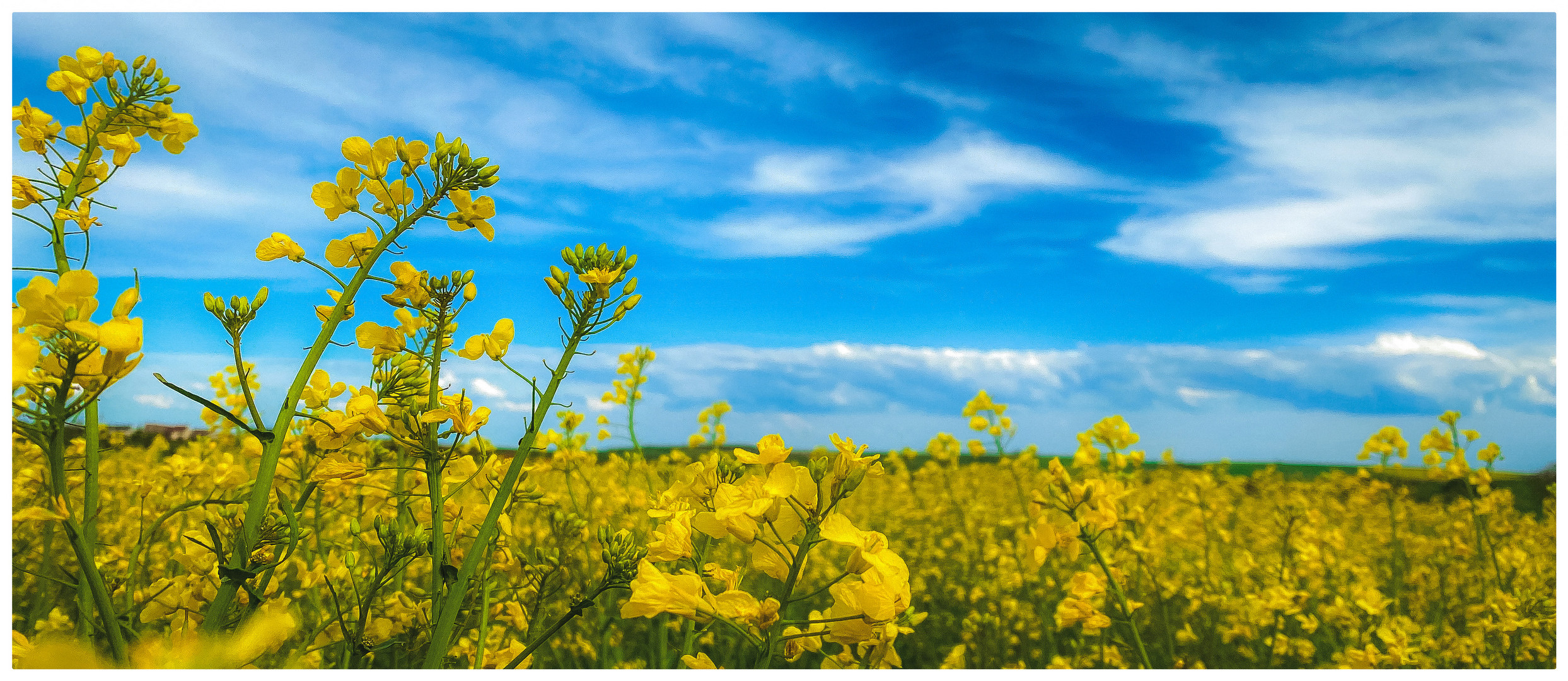 Bleu et jaune 